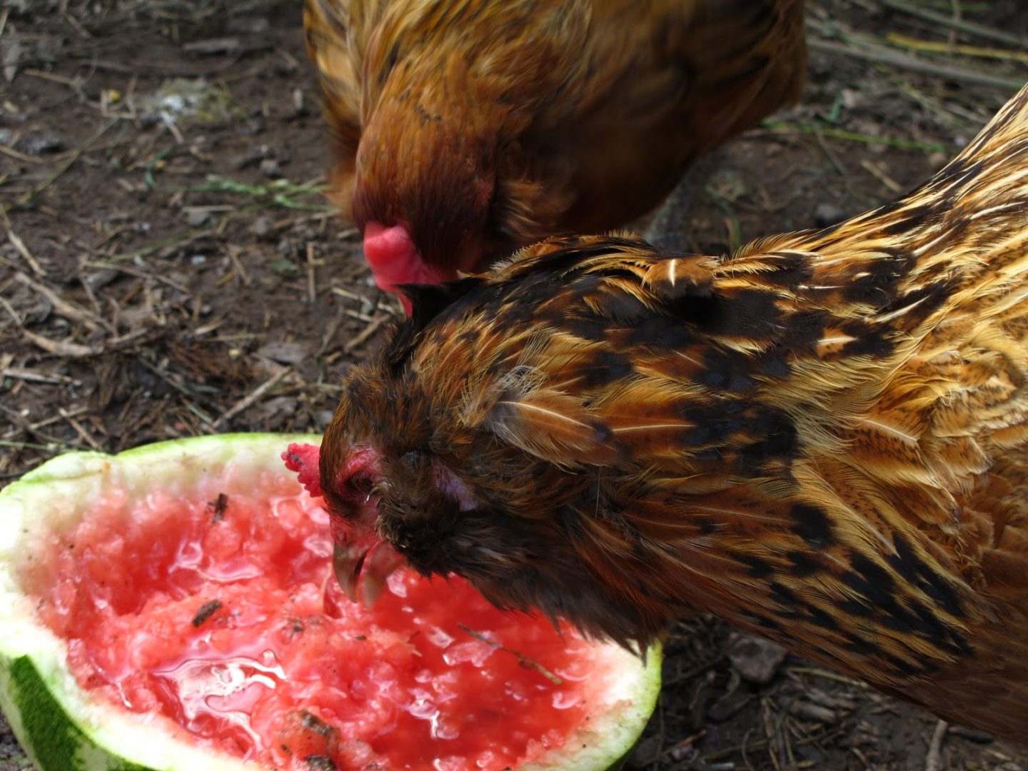 chickens_watermelon Feeding chickens summer watermelon - Star Milling Co.
